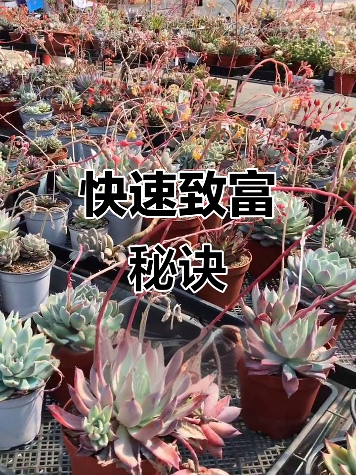 年轻人三个月赚70万,大棚产品火爆销售