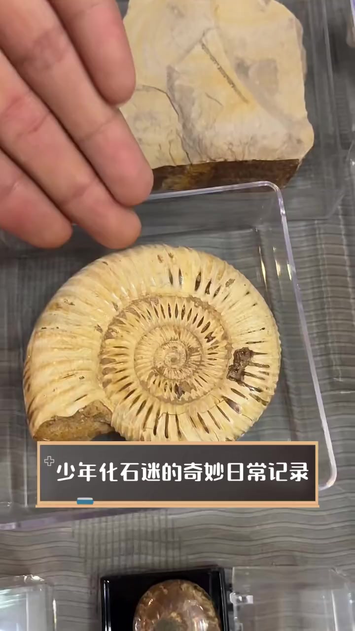 少年化石迷的奇妙日常记录