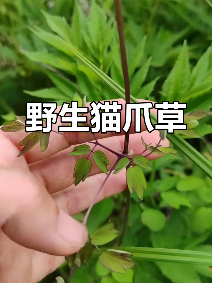 春天里的猫爪子菜,野生的土黄连你见过吗?