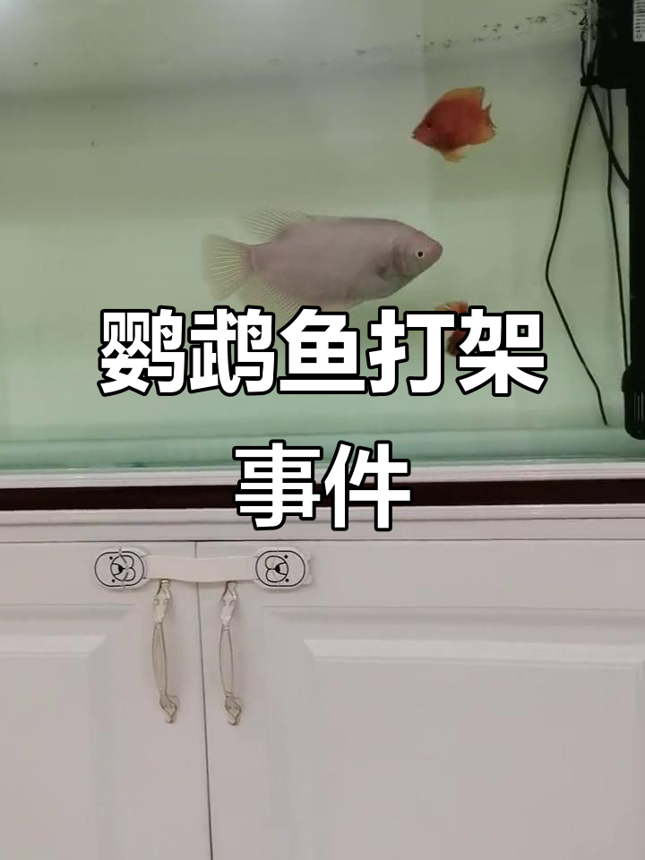 鹦鹉鱼和招财鱼混养,刚放一起就开打!