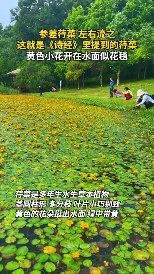 “参差荇菜,左右流之”,这就是《诗经》里提到的荇菜,黄色小花开在水面似花毯