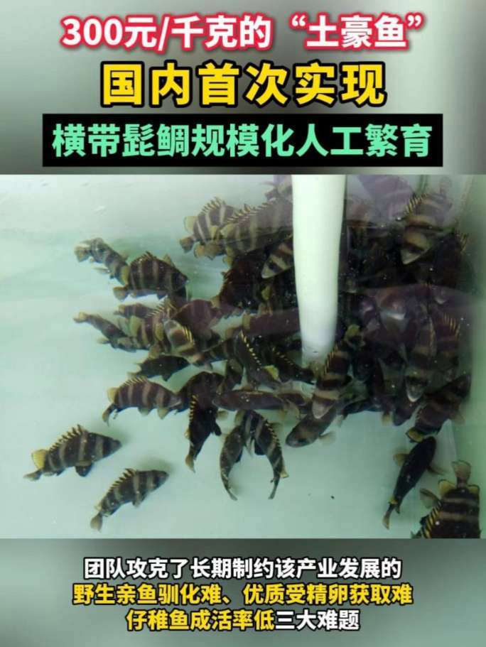 300元千克的“土豪鱼”国内首次实现横带髭鲷规模化人工繁育，苗种总量超10万尾 横带髭鲷 