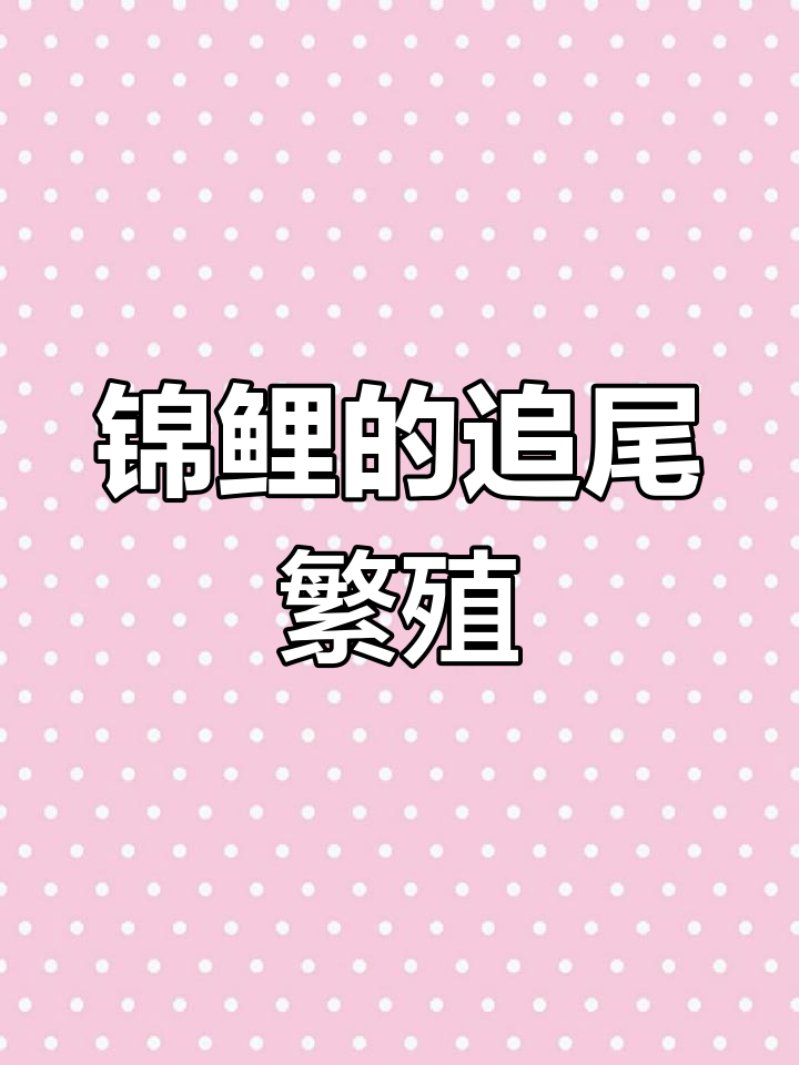 锦鲤追尾现象揭秘:母鱼产子时公鱼的独特行为