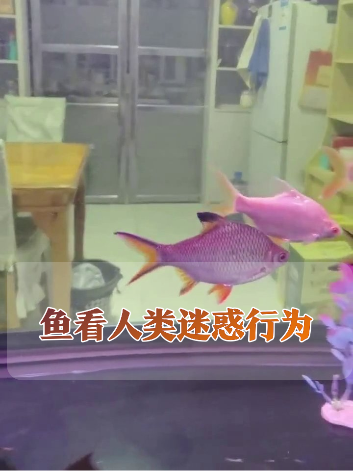 当彩色鱼群围观人类开冰箱,这画面简直笑喷!