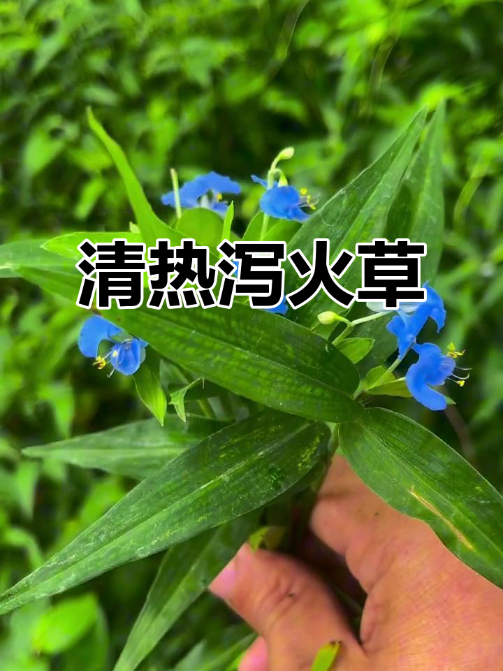 清热泻火草：一种天然的降火良药