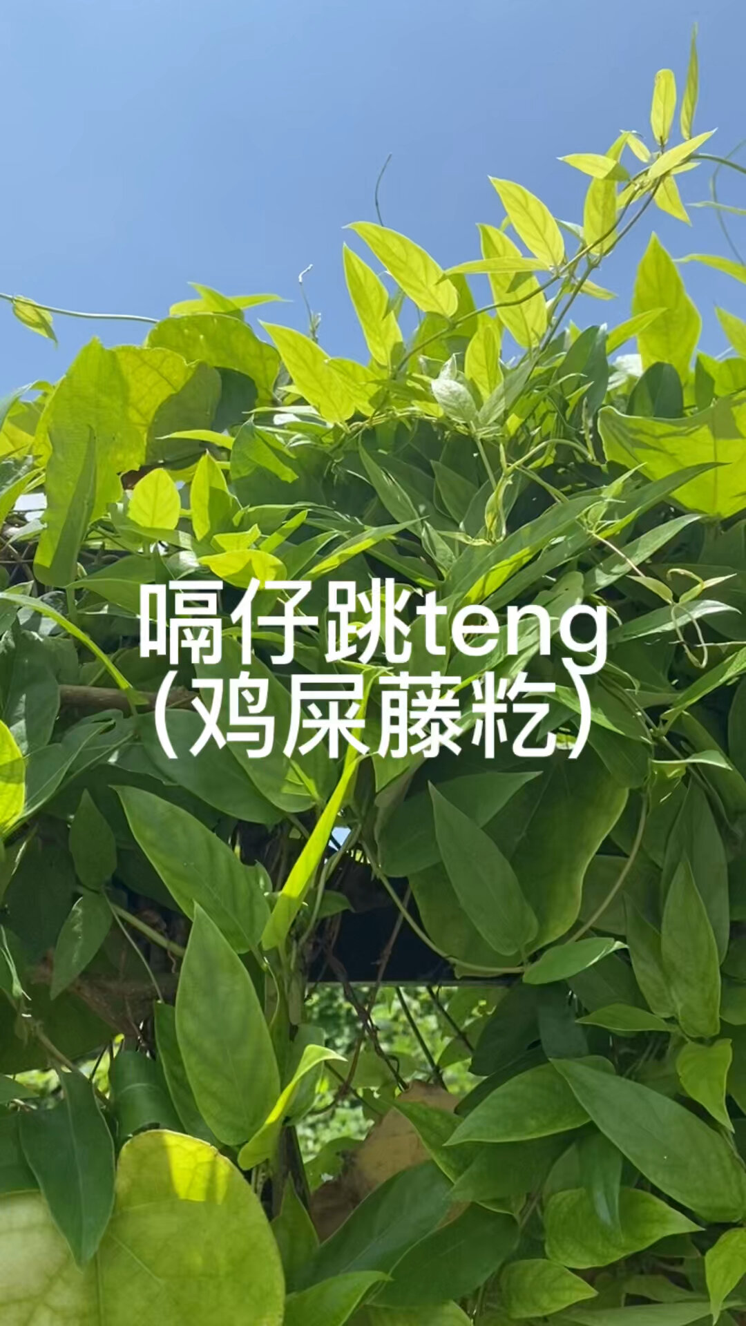 鸡屎藤糖水
