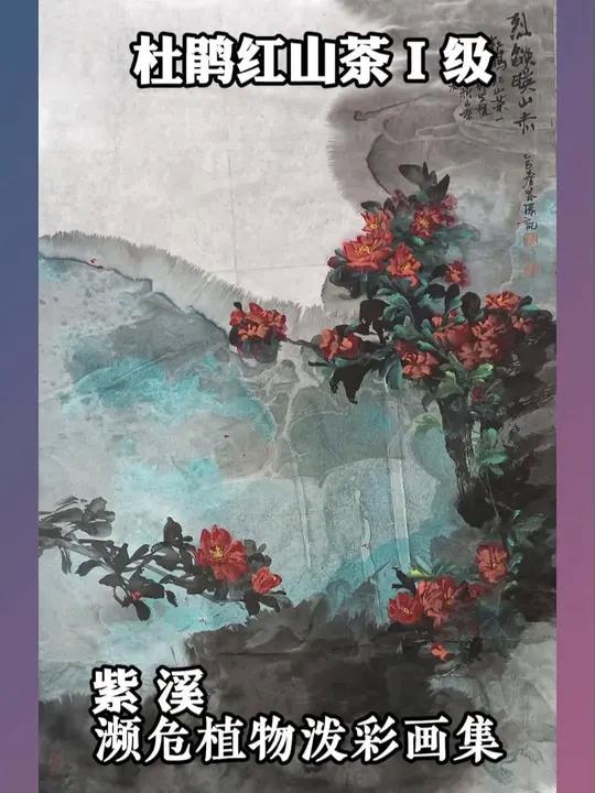 紫溪|濒危植物泼彩画集|杜鹃红山茶 山茶科山茶属灌木植物,Ⅰ级野生保护植物,可药用,主要分