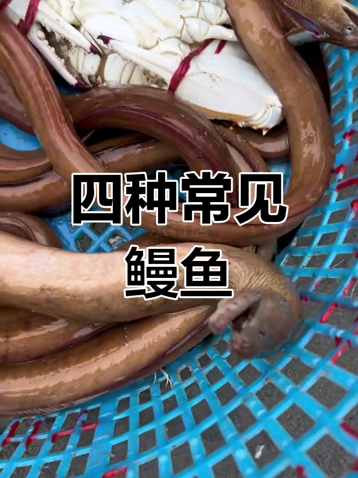 鳗鱼种类大揭秘,红鳗、土龙、白鳗全解析