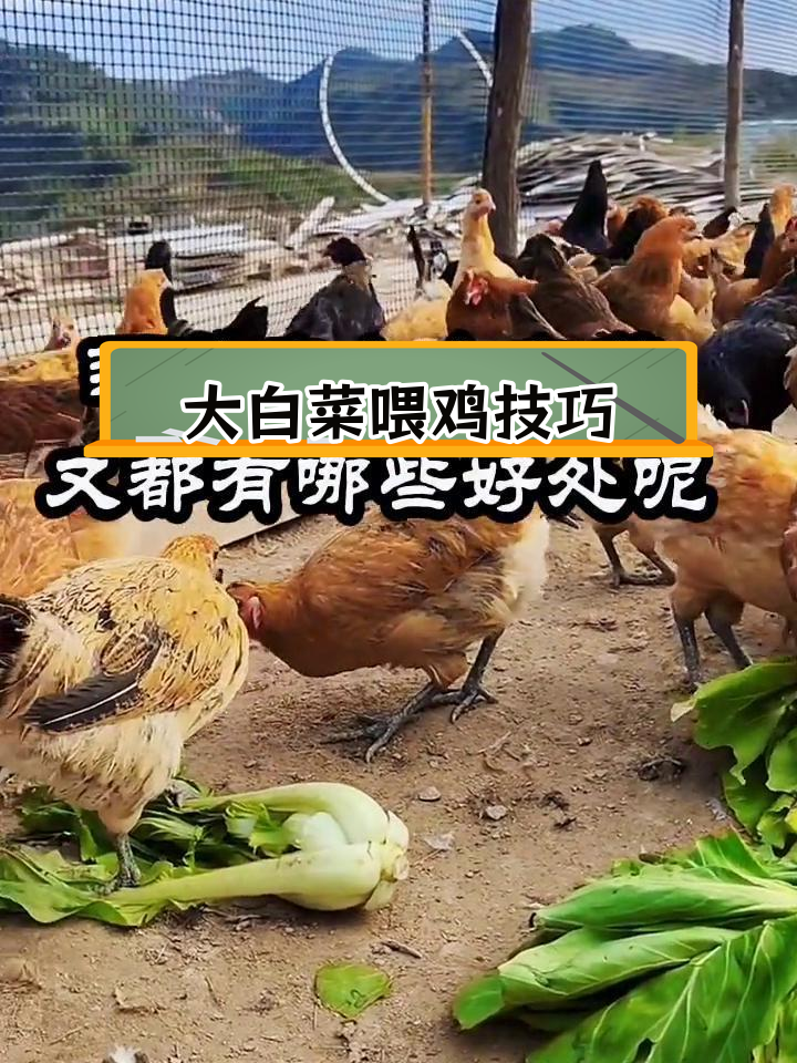 白菜喂鸡的好处与注意事项
