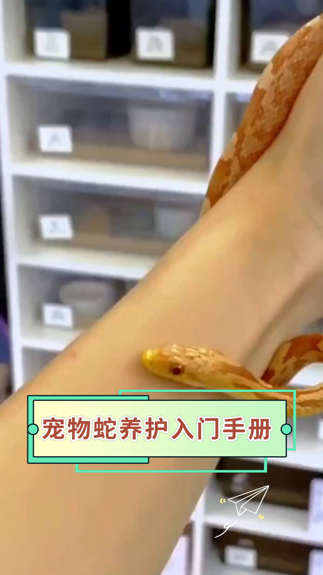 宠物蛇养护入门手册