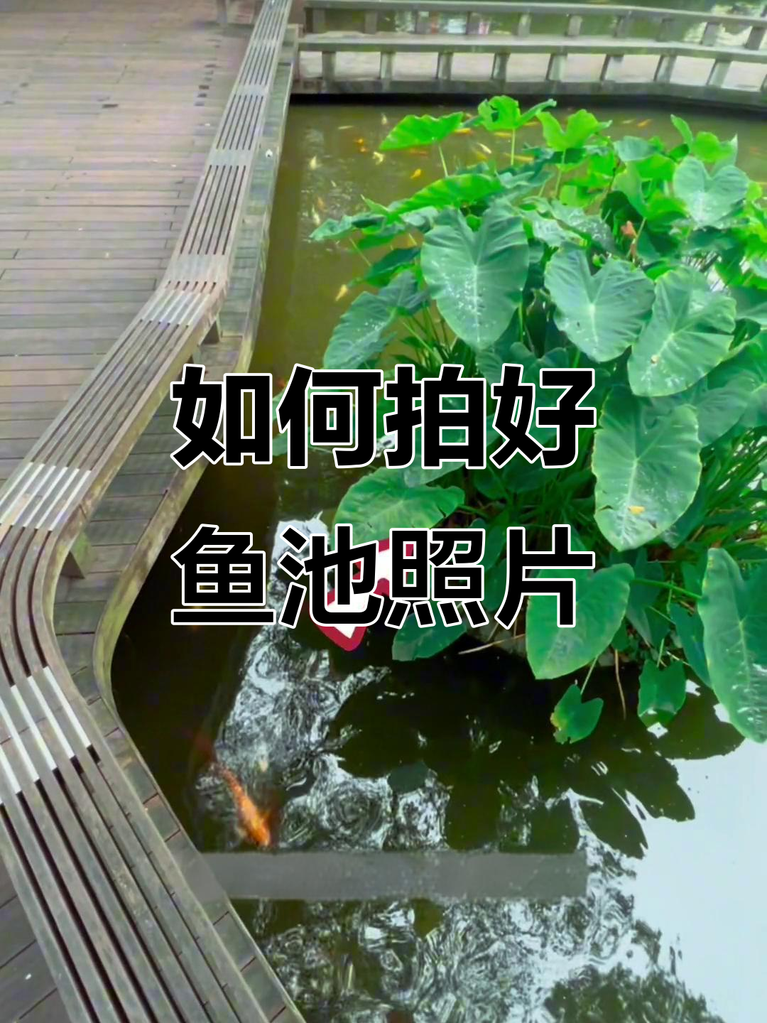 鱼池拍摄技巧大揭秘,如何拍出唯美画面