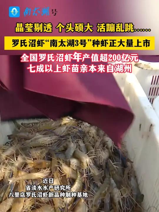 罗氏沼虾“南太湖3号”种虾正大量上市(记者:陈亚萍 钮小峰 编辑制作:小茜)湖州 罗氏沼虾