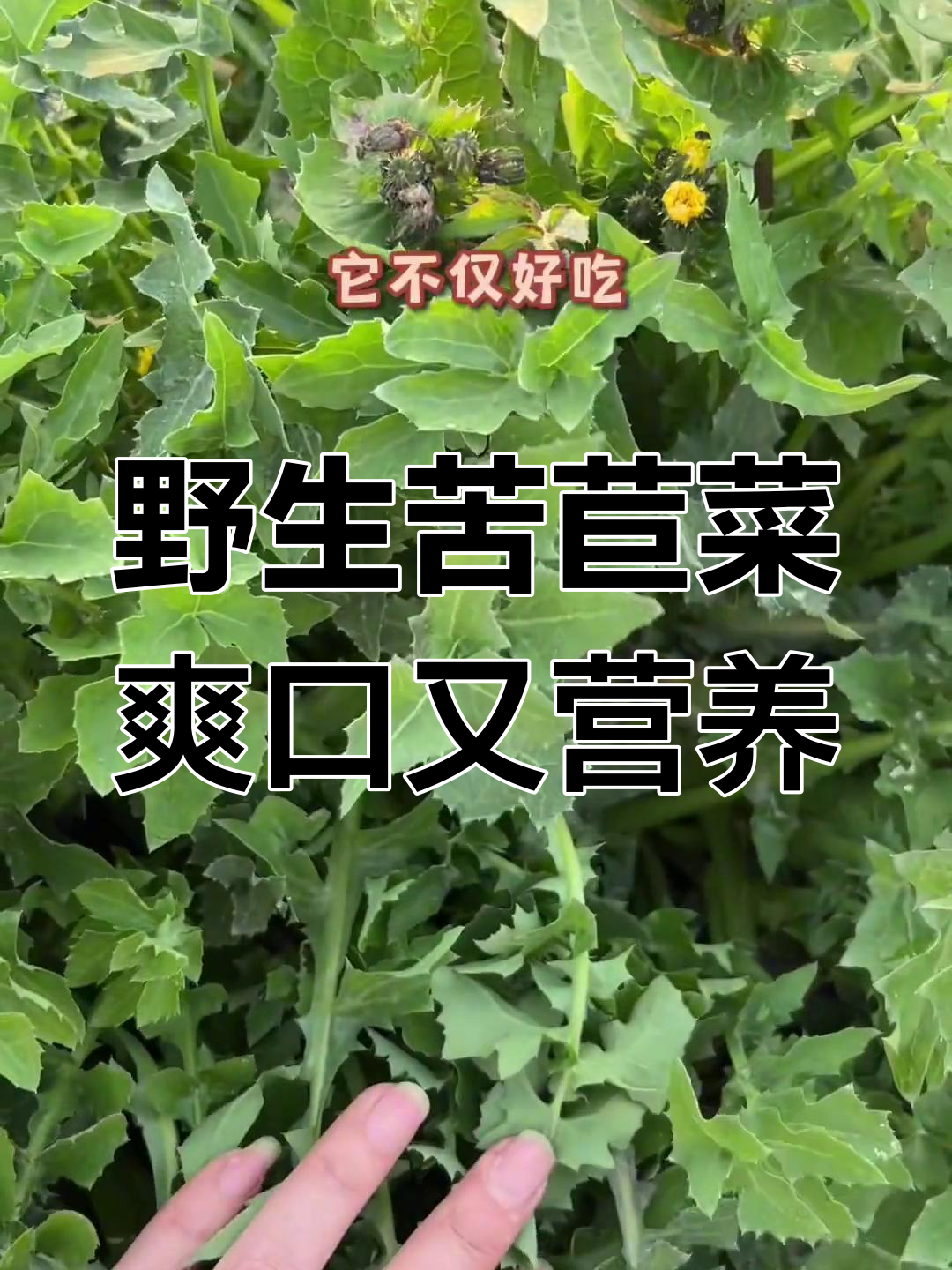 苦苣菜鲜嫩美味,凉拌炒菜皆宜