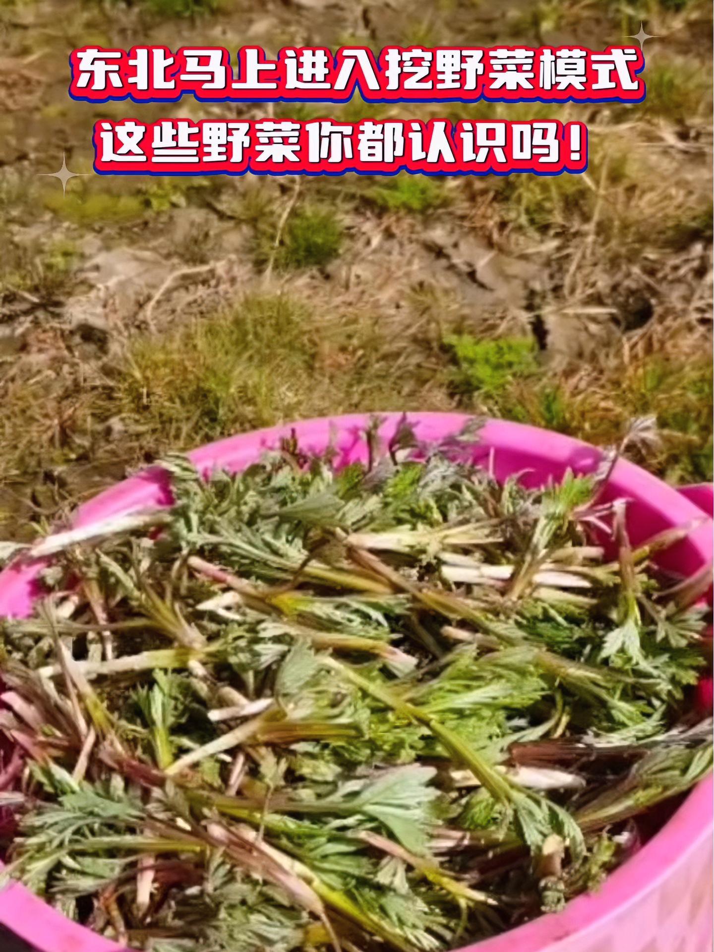 东北马上进入挖野菜模式,这些野菜你都认识吗!又到了吃野菜的季节 常见野菜清单 春天的味道