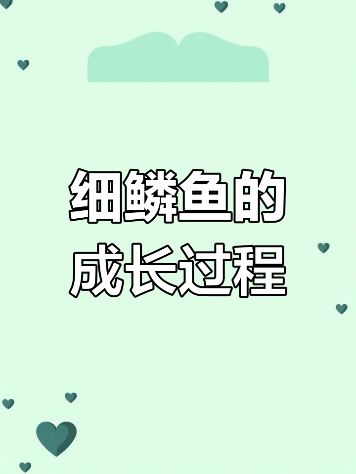 细鳞鱼从孵化到成长的全程观察