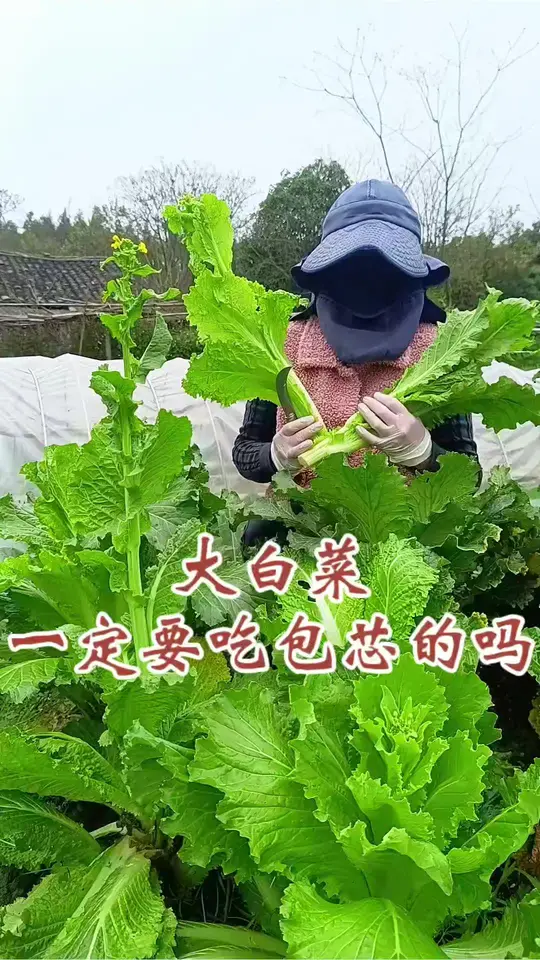 大白菜不一定要吃包芯的，学学我这种独特吃法