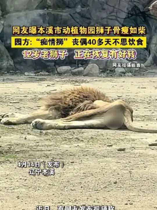 网友曝本溪市动植物园狮子骨瘦如柴,园方:“痴情狮”丧偶40多天不思饮食,12岁老狮子,正在