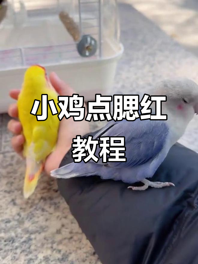 给小鸡点腮红,萌态加倍!简单教程来啦