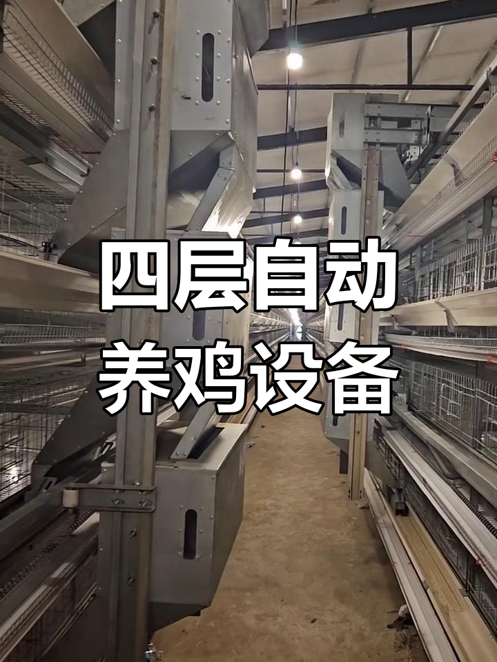 山西客户选用四层自动化养鸡设备，轻松养殖两万三千只蛋鸡肉鸡
