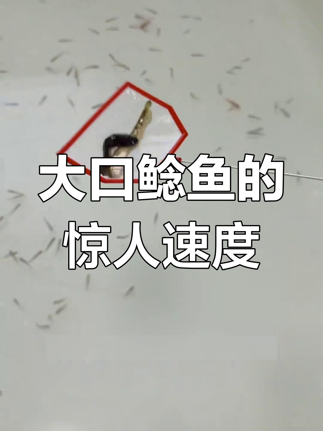 大口鲶鱼成长惊悚实录:自助餐喂食竟被撑死