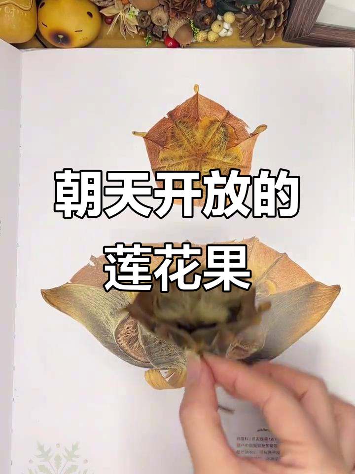 防天莲果实:似花非花的奇特绽放,内部藏有黑色小种子