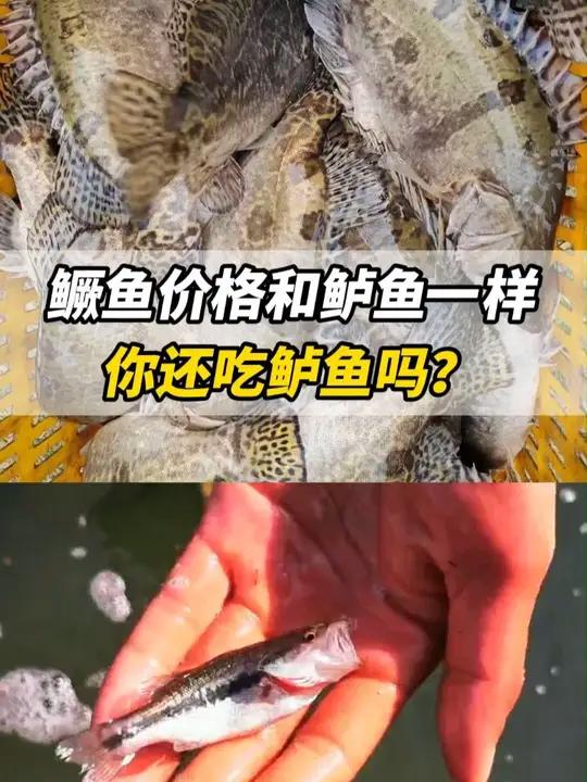 鳜鱼价格和鲈鱼一样,你还会吃鲈鱼吗?