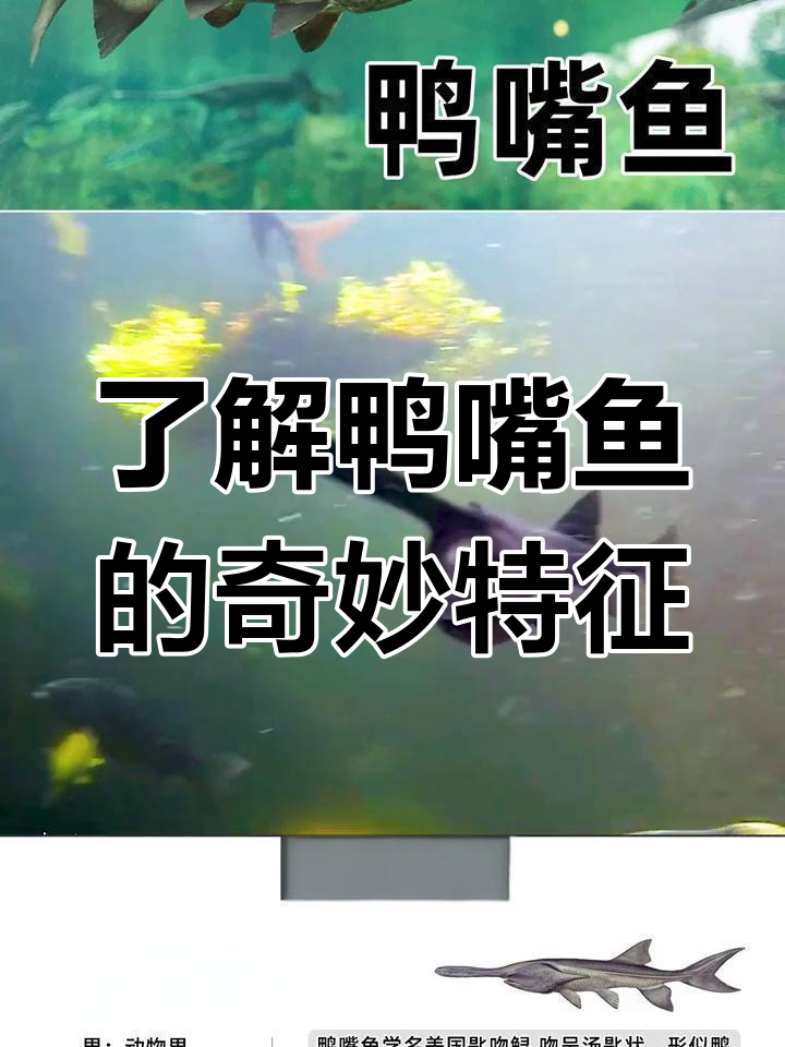 鸭嘴鱼:从三亿年前到现代,奇特外貌与独特生活习性揭秘