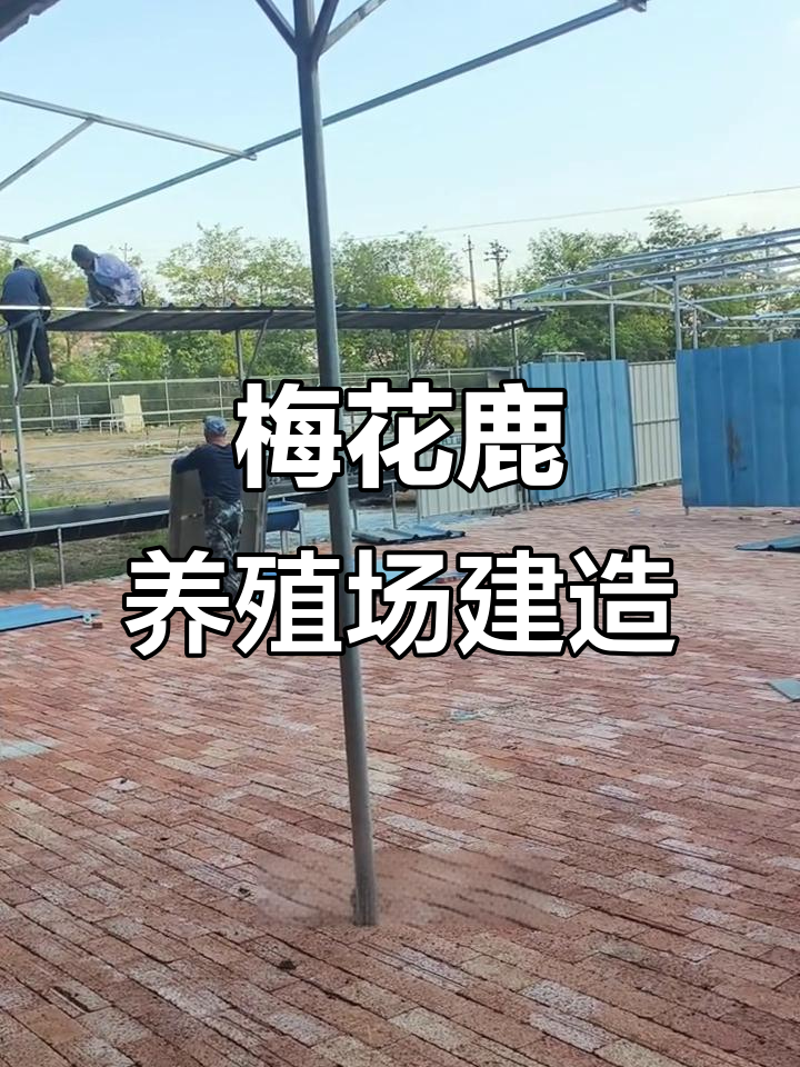 梅花鹿养殖场建设全攻略:从路径到隔离设施一步到位