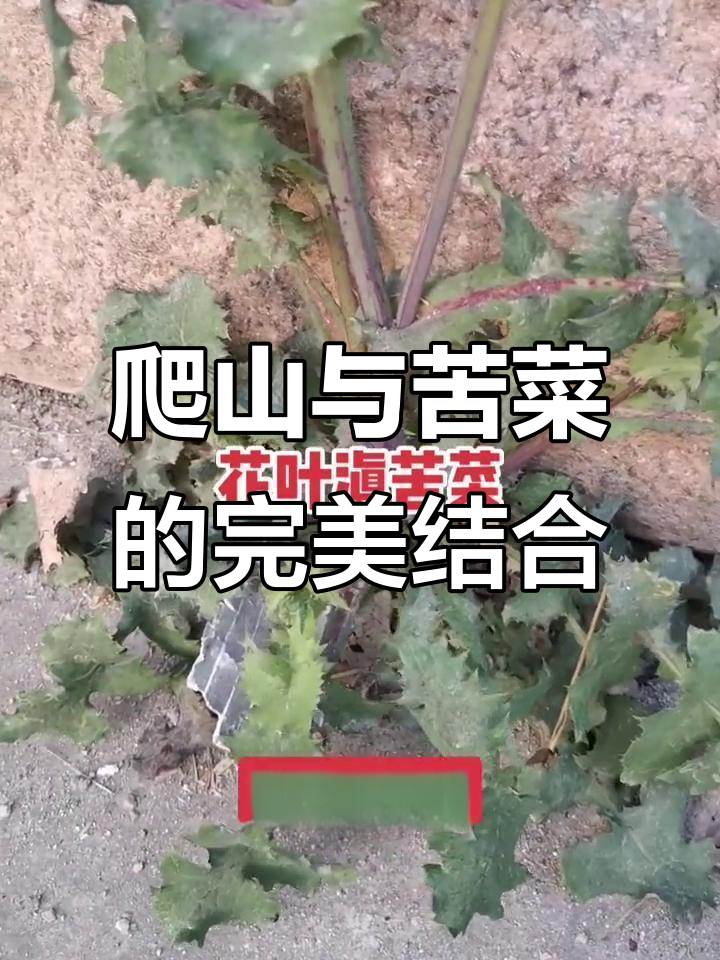 爬山锻炼身体,天然氧吧体验苦菜子新吃法