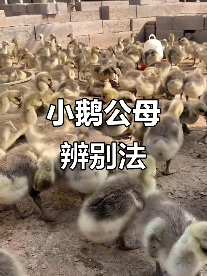 分辨公母小鹅的三大技巧,轻松掌握!