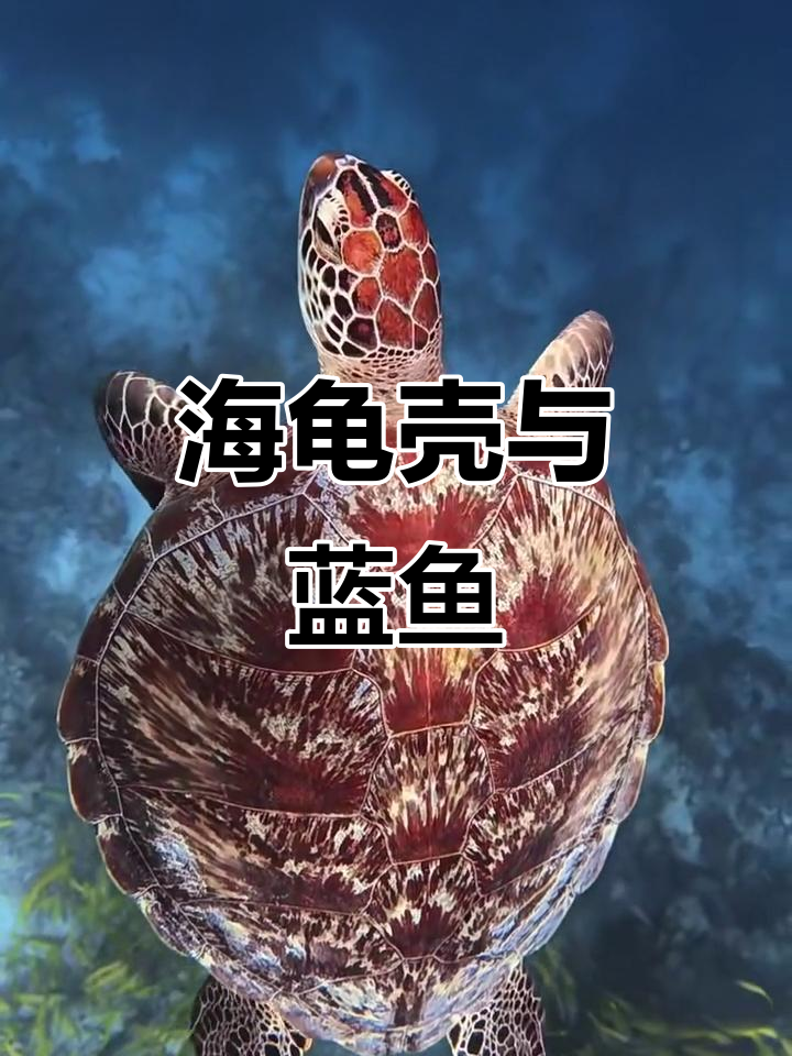 绿海龟的壳与蓝色条纹鲷鱼的美丽碰撞