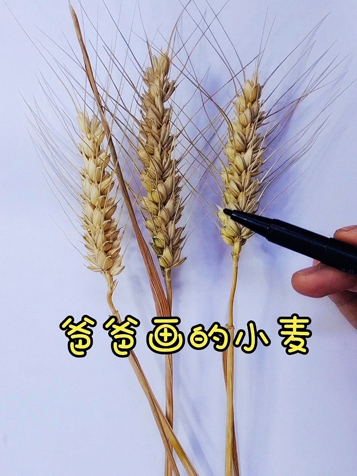 爸爸画的小麦我用旋转蜡笔画的小麦