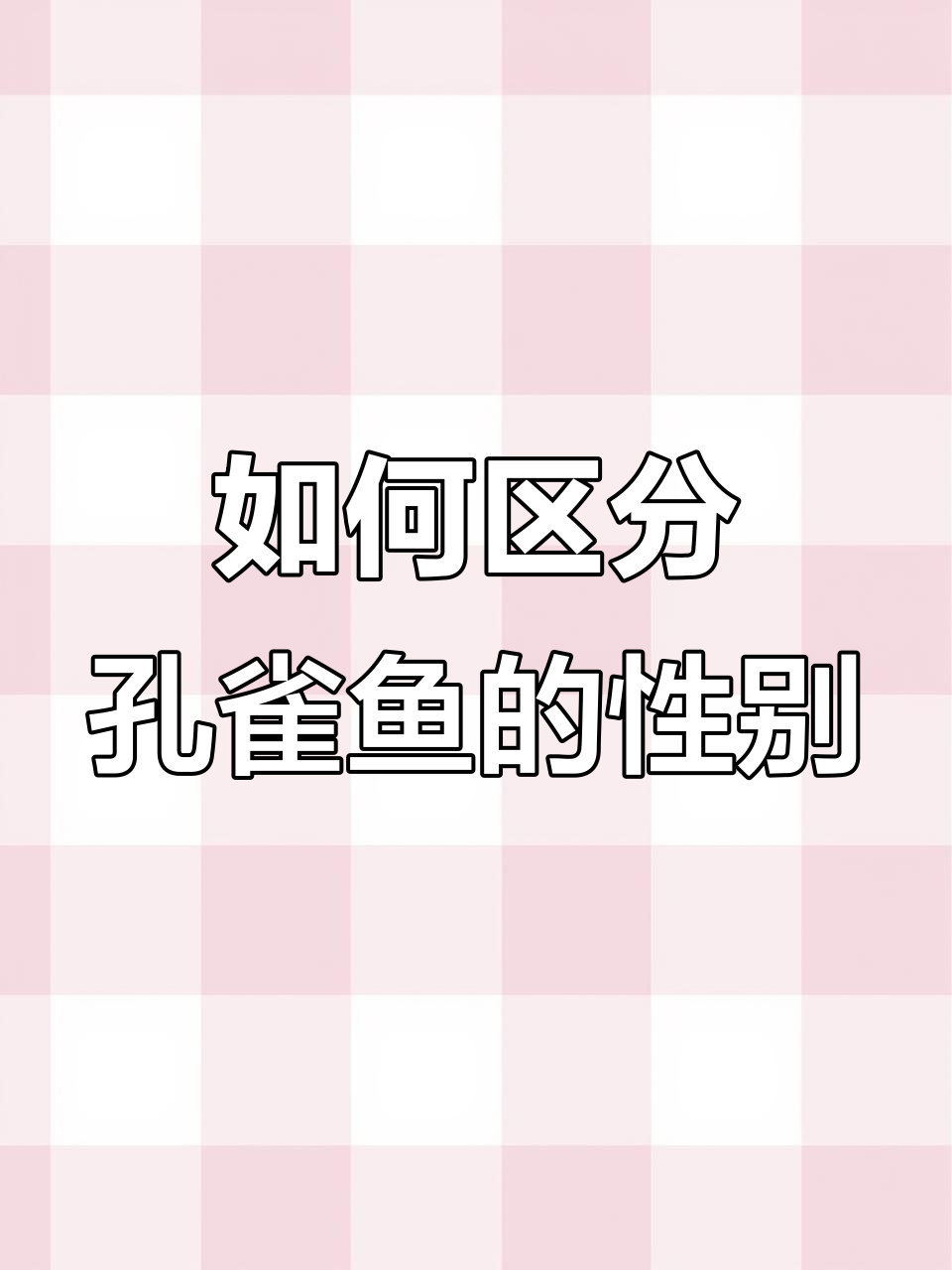 孔雀鱼公母分辨小技巧,一看就懂