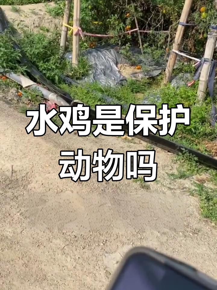 水鸡属于几级保护动物?