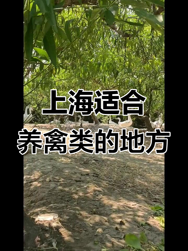 上海哪里能养鸡鸭鹅?看看这个环境,真是太棒了!