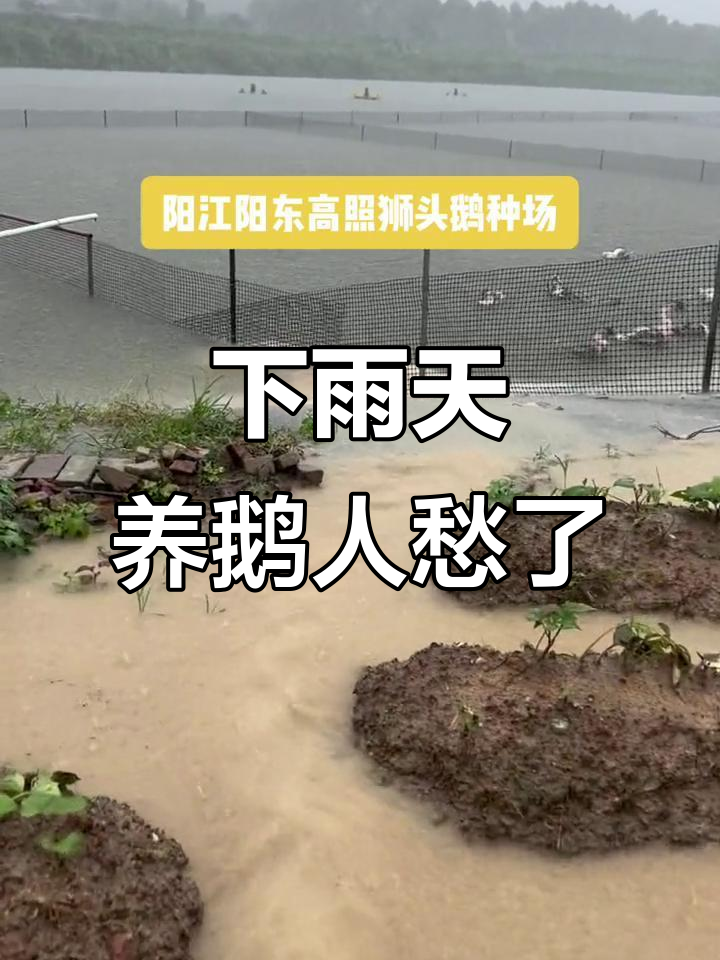 连续降雨让人心情低落,鹅苗孵化场也难逃困境