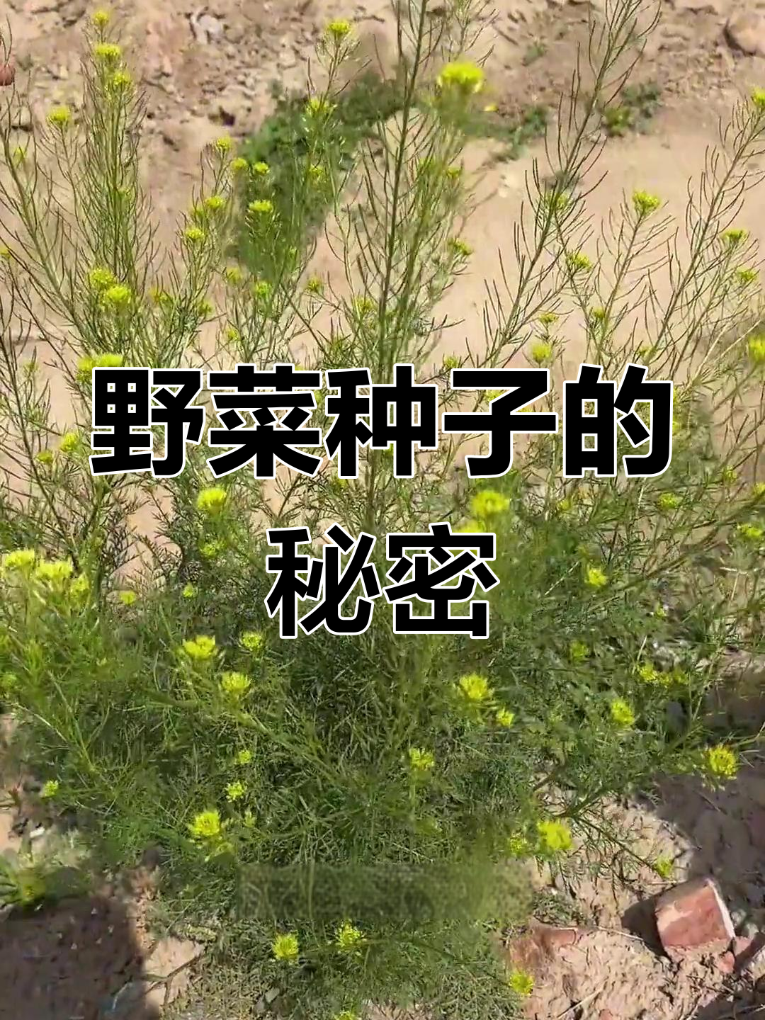 你知道吗?这种常见野菜种子竟有惊人功效!
