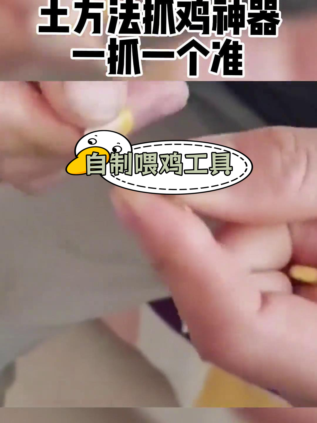简单自制抓鸡神器