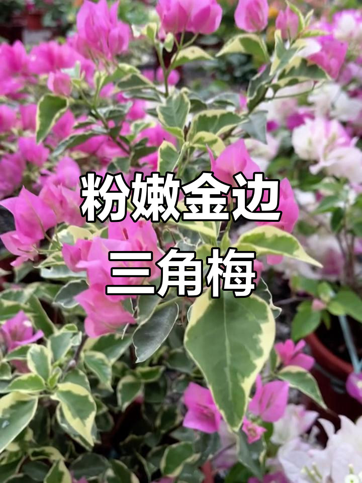 金边蜡染三角梅,粉色花朵太可爱了