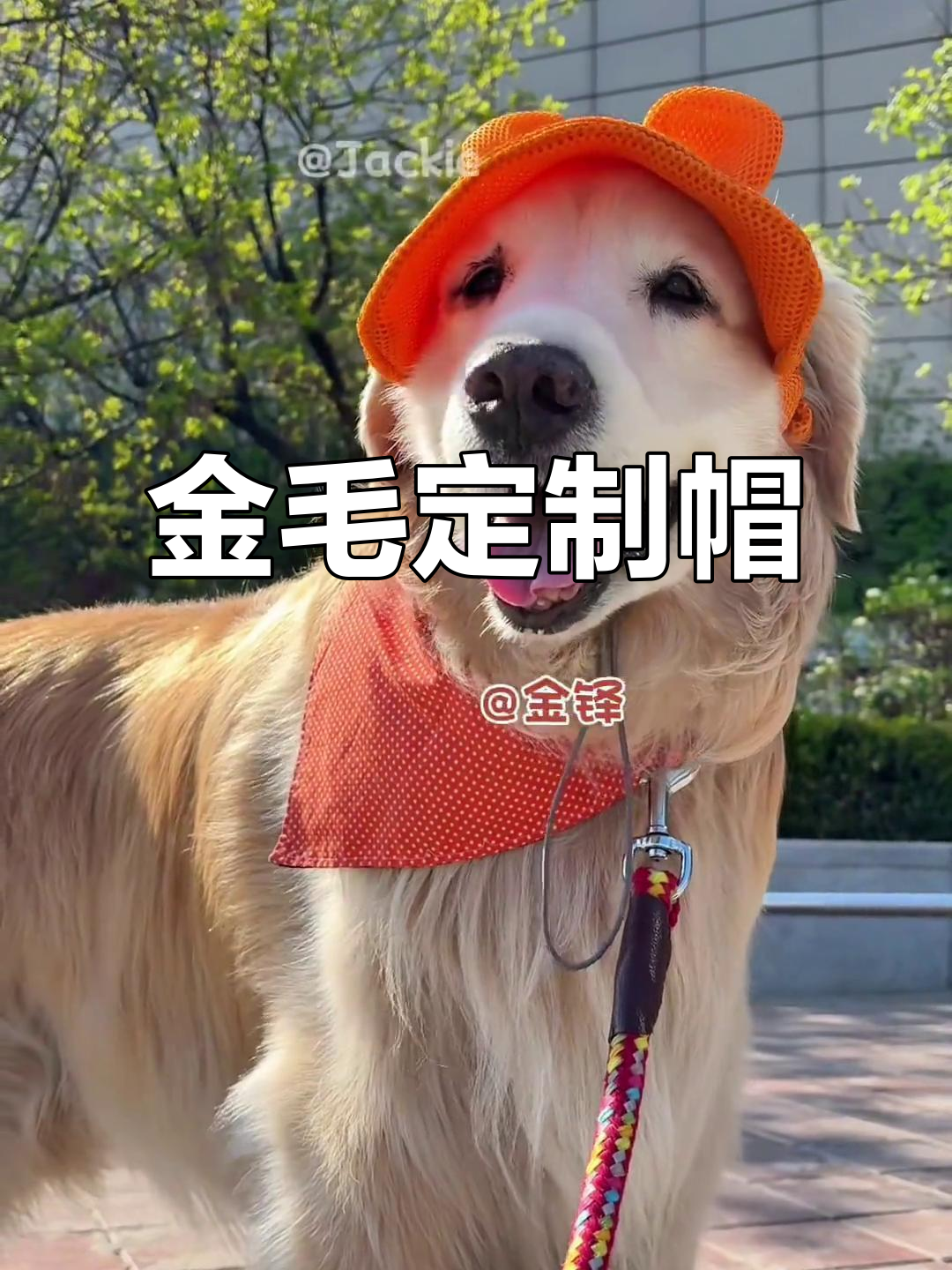 自制狗帽子,金毛戴上超帅气!