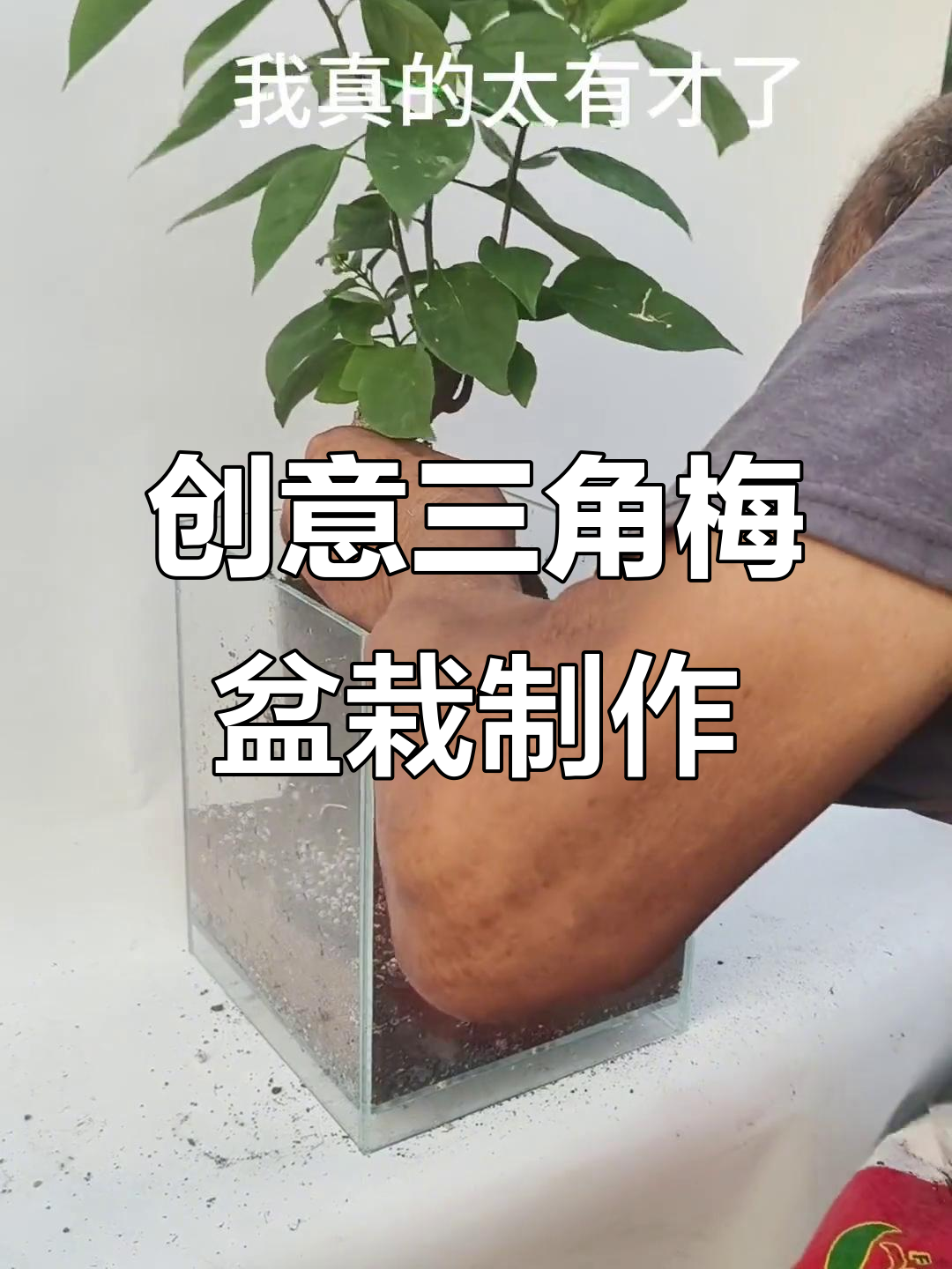 用鱼缸改造三角梅盆栽,火山石和羊粪珍珠岩打造独特基质