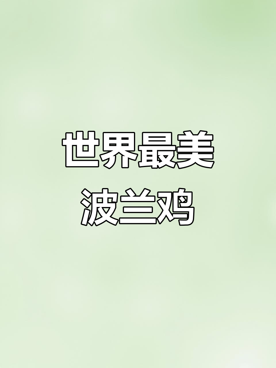 波兰鸡:世界上最美的观赏鸡,农村家庭自繁自养