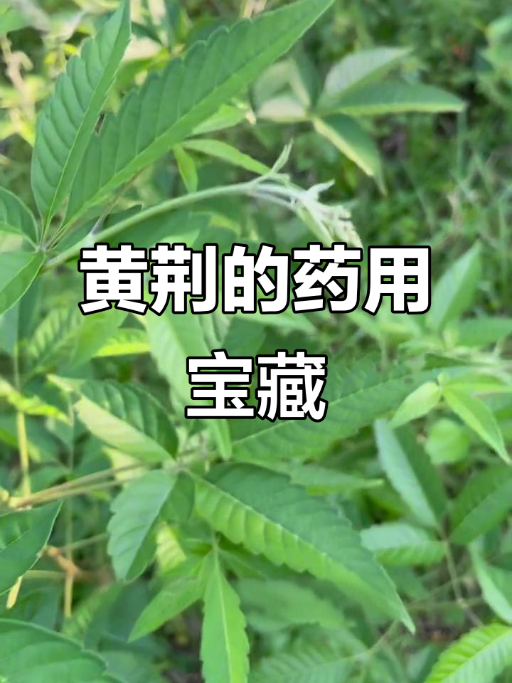 黄荆果实药效显著,被誉为“布荆子”,全身皆有药用价值