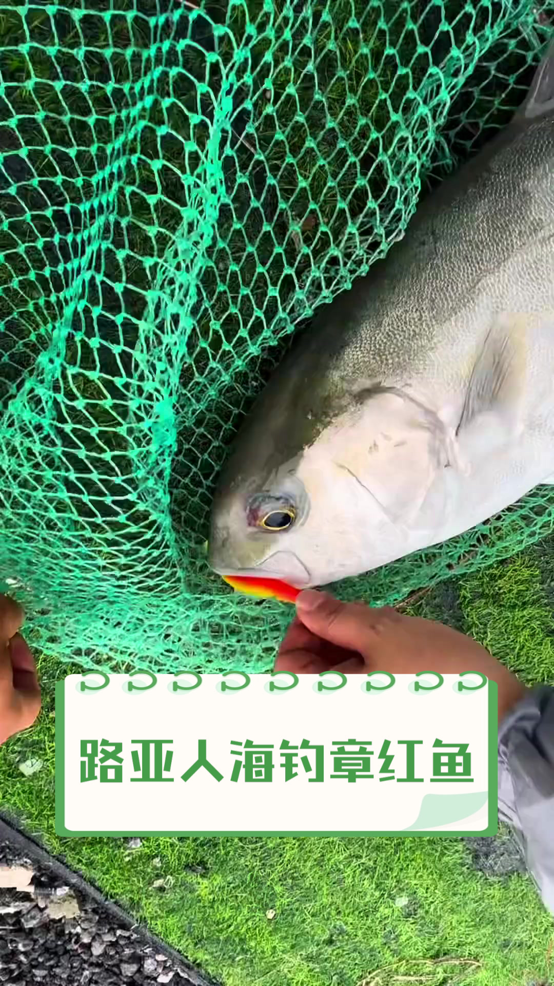 路亚人海钓章红鱼