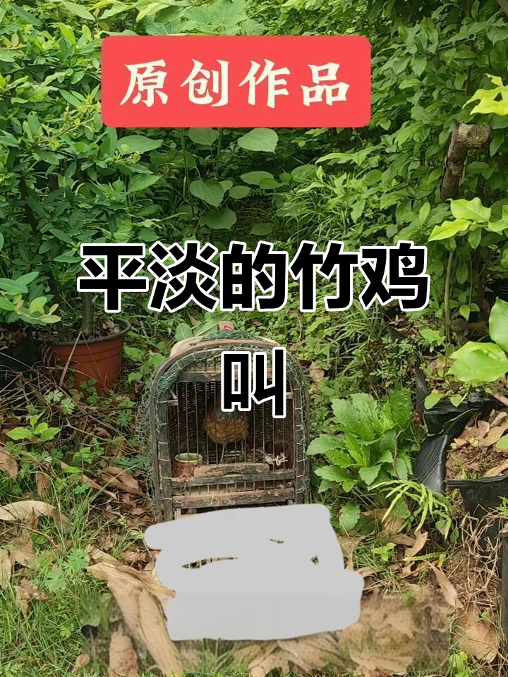 母竹鸡叫声平淡,缺乏激情与魅力,效果普通