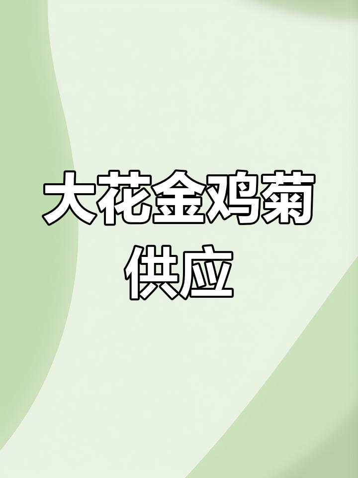 大花金鸡菊基地直供,全国发货
