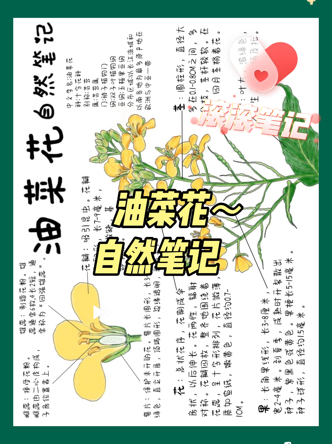 油菜花自然笔记