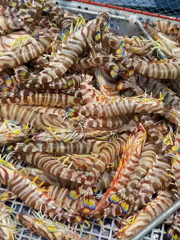 斑节虾、九节虾、花节虾,说的就是这货!