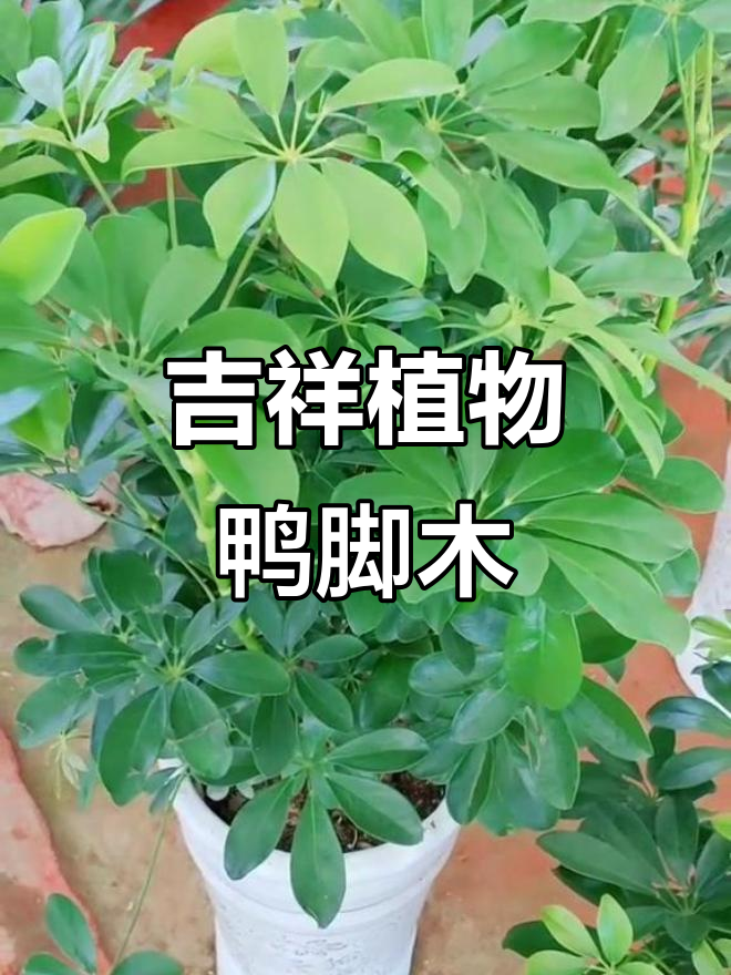 鸭脚木:寓意深远的客厅绿植,八方来财的秘密