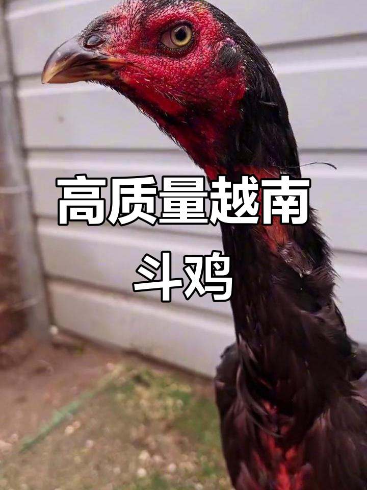 越南斗鸡文化大揭秘,子母鸡精彩对决!
